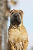 SHAR-PEI 663